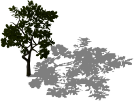 Dark-green-thin-tree.png