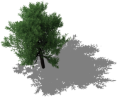 File:Dark-green-tree.png