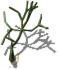 Green-coral.png