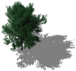 File:Green tree.png