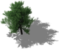 Dark-green-tree.png