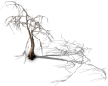 Dry hairy tree.png