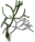 Green-coral.png