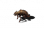 Small biter.png